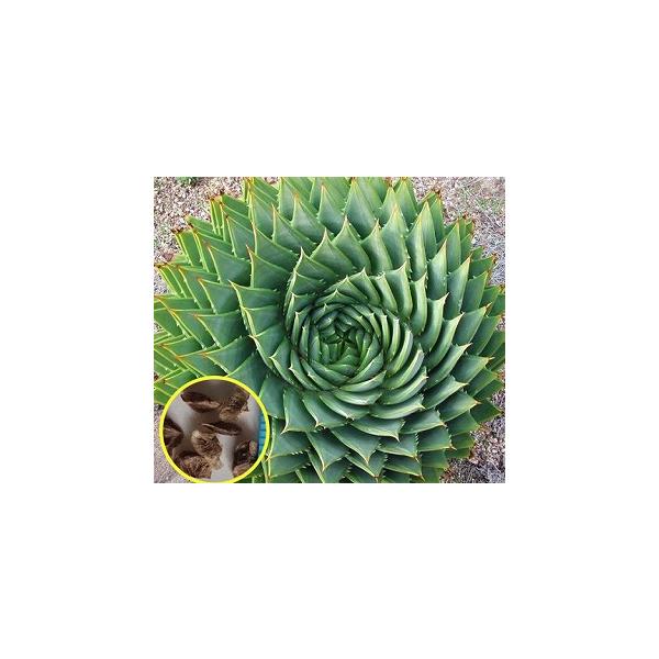 種子30粒 渦巻きアロエ ポリフィラ（Aloe Polyphylla） : 多肉