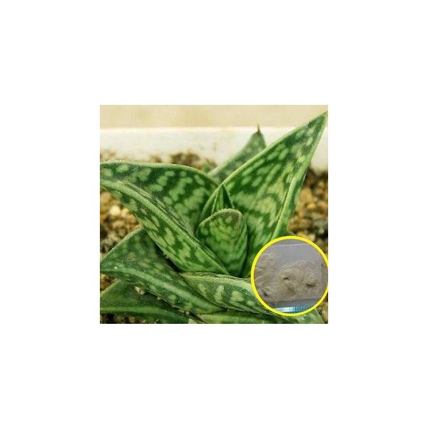 q15@AG c (Aloe Variegate)