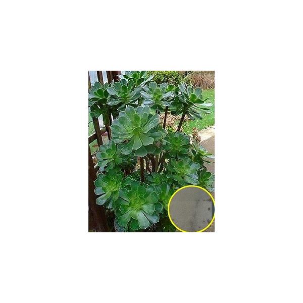 アエオニウム・バルサミフェルム(Aeonium Balsamiferum)の種子