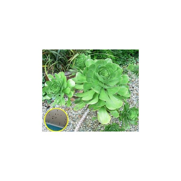 AGIjEELAc(Aeonium Ciliatum)̎q