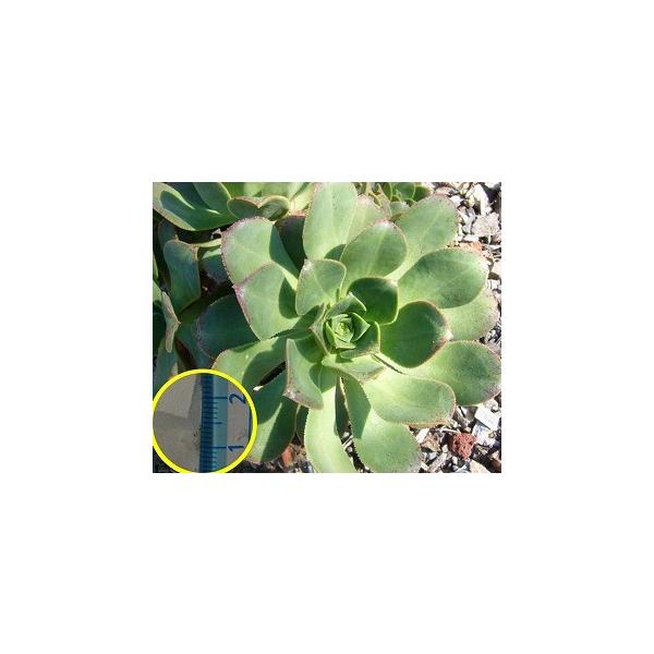 AGIjEEfrbgu[(Aeonium davidbramwellii)̎q