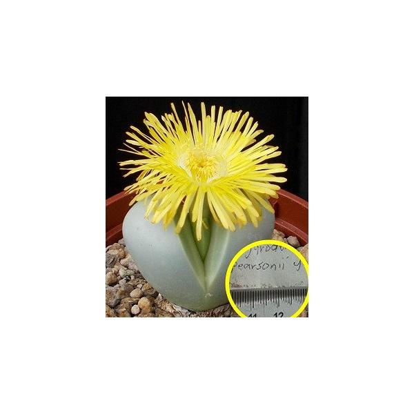 q10@AMf}EyA\j[(F̉)(Argyroderma pearsonii(yellow))