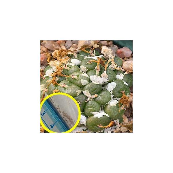 RmtBcEGNeBv(Conophytum ectypum ssp. ectypum)̎q