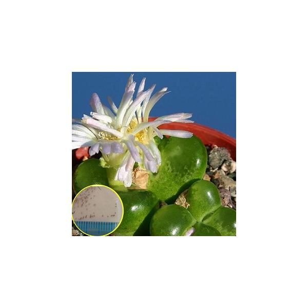 種子50粒 コノフィツム・リンピーダム(Conophytum limpidum) : 多肉