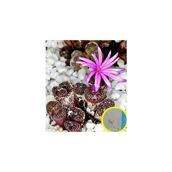 コノフィツム・ルブロリネアツム(Conophytum Rubrolineatum) : 多肉