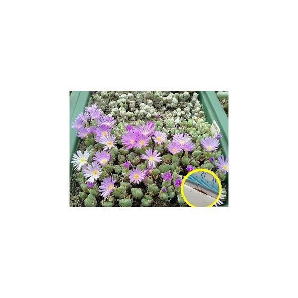 RmtBcEeCAiEmo(Conophytum taylorianum ssp nova)̎q