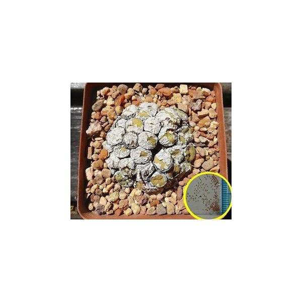 RmtBcEgDJc(Conophytum Truncatum)̎q
