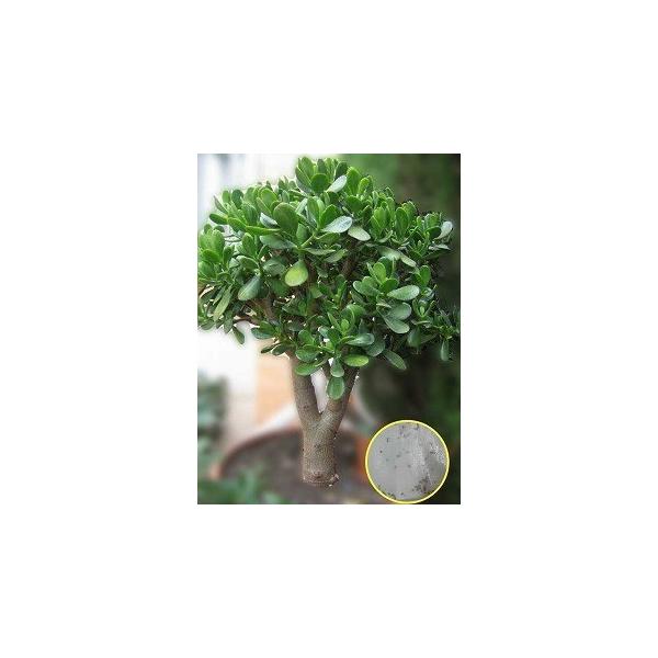 q50@NbX Ԍ(̂Ȃ)(Crassula Ovata)