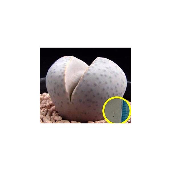 q20@fBeTX (Dinteranthus wilmotianus)