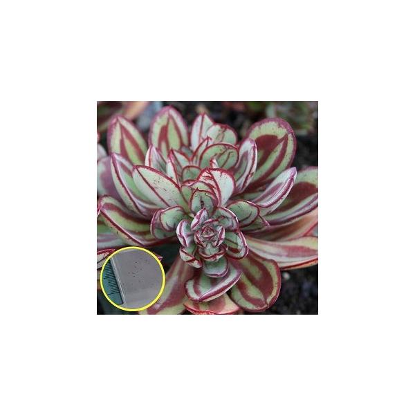 q20@GPxA gi jRXEu{(Echeveria Nodulosa v Nicolas Bravo)̎q