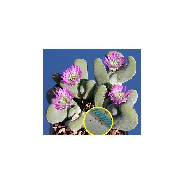qPO@MoGEEx`i(L)(Gibbaeum velutinum)