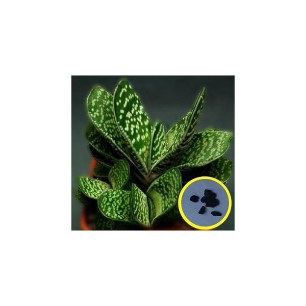 q7 KXeA ngiGasteria bicolor var. bicolorj