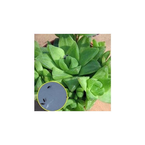 q15@nI`A@VrtH~X(Haworthia cymbiformis)̎q