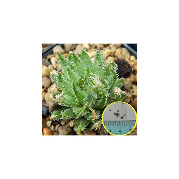 ハオルチア 種の人気商品 通販 価格比較 価格 Com