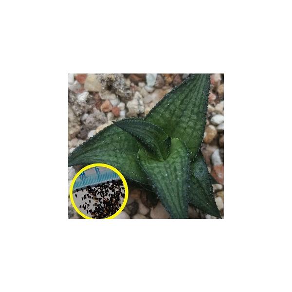 ハオルチア 種の人気商品 通販 価格比較 価格 Com