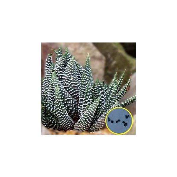 q6@nIVA(nI`A) ~j}(Haworthia Minima)