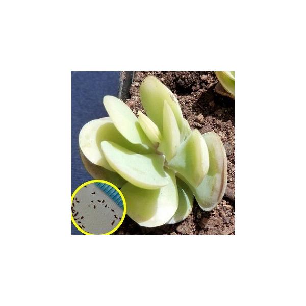 カランコエ アルティコラ Kalanchoe Alticola の種子 Buyee Buyee Japanese Proxy Service Buy From Japan Bot Online