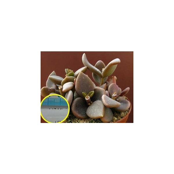 mtBEc(Lenophyllum latum)̎q