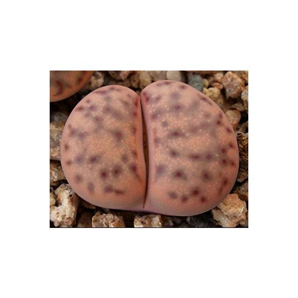 succulent_suc-ltp-lithops-