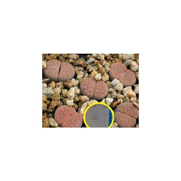g[vXEtfbL[(Lithops dinteri ssp frederici C180)̎q