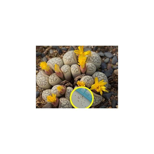 g[vXEQCGEq[@oƋ(Lithops geyeri ssp. hillii C232)̎q