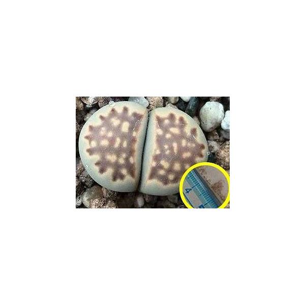 q15 g[vX@(julii ssp fulleri var brunnea)̎q