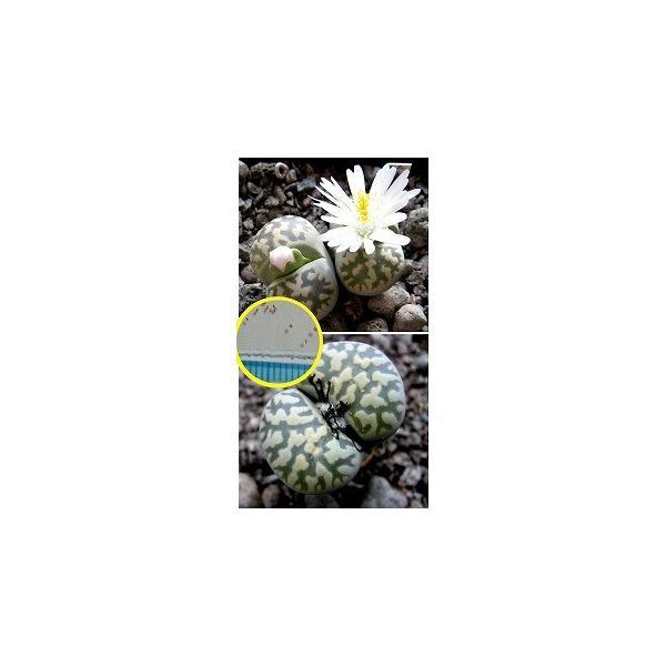 q15@g[vXEJX^iEx@C143Aiߋʁj(Lithops karasmontana bella C143A)