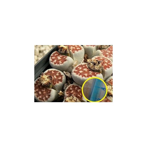 q10 g[vXEJX^iEe`A(karasmontana v. Lateritia)