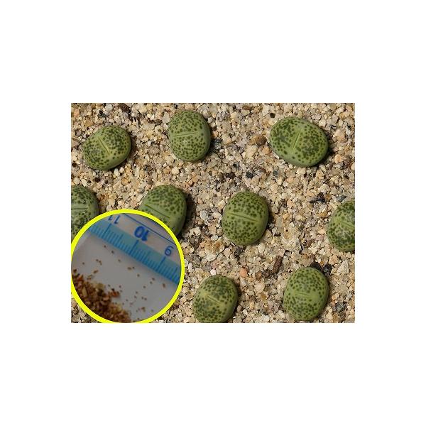 succulent_suc-ltp-lithops-