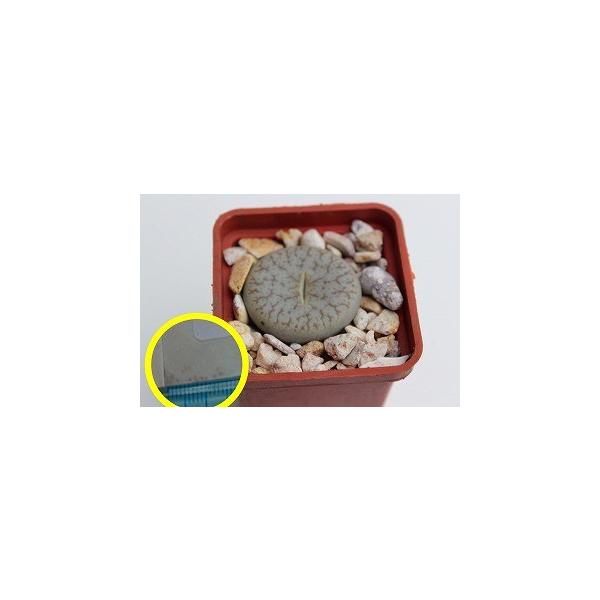 種子10粒 リトープス 曲玉 琅カン玉（ファリノーサ）(Lithops