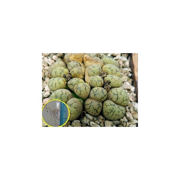 q10 g[vX _f(Lithops werneri C188)