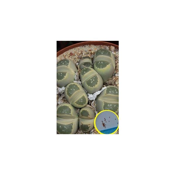 q20 g[vXEI[u(Lithops olivacea)