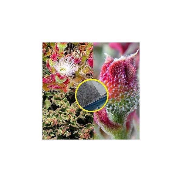 q20@ACXvg(ZuAe}ENX^i)(Mesembryanthemum Crystallinum)