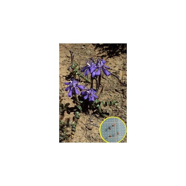 モラエア プリツェリアナ Moraea Pritzeliana の種子 Buyee 日本代购平台 产品购物网站大全 Buyee一站式代购 Bot Online