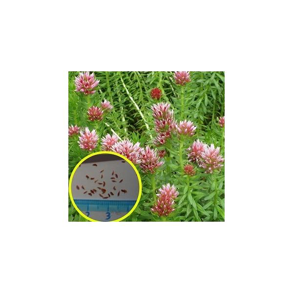 fBIE_T(Rhodiola@rhodanthaj̎q