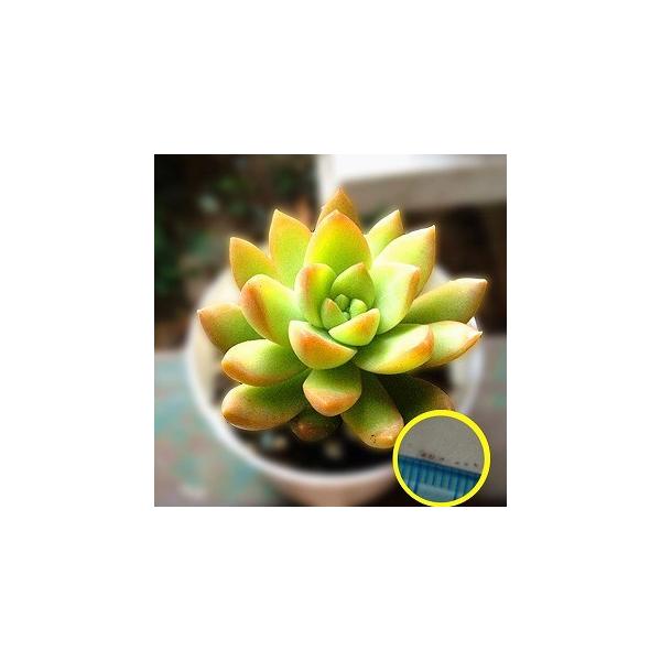 q15 Z_@AhtB[()(Sedum Adolphii)