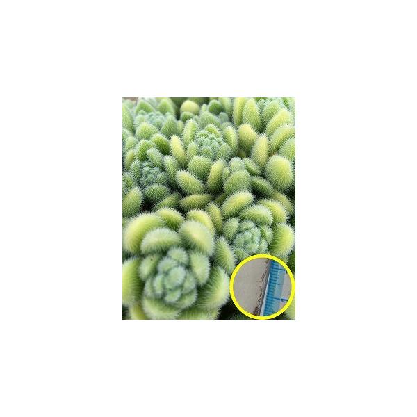 q15@Z_EVjAiiJV~Aqgj[j(Sedum mocinianum)