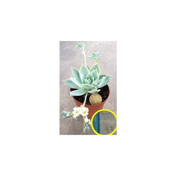 q15 Z_EXAxIX(Sedum suaveolens)