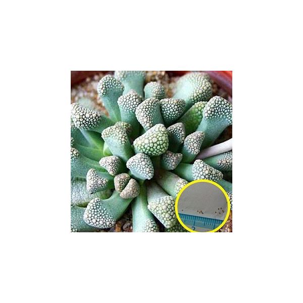 チタノプシス・天女盃（Titanopsis Luederitzii）の種子 : 多肉植物