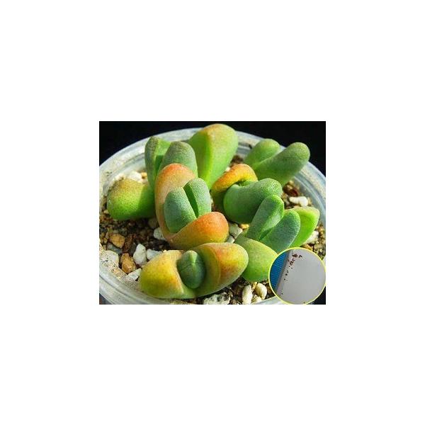 q15@^NAi ԗ(Tanquana prismatica)