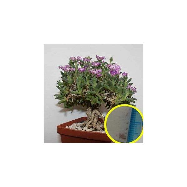 q12@gRfBAf}E}V[(Trichodiadema marlothii)