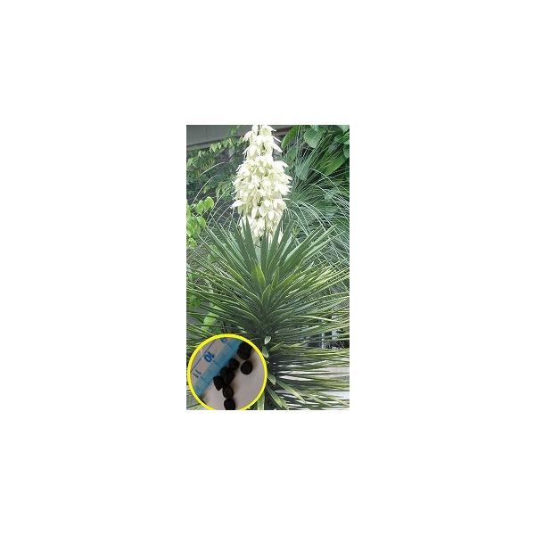 \"aloifolia \"ユッカアロイフォリア ③バリエガータ 千寿蘭 50cm aloifolia 