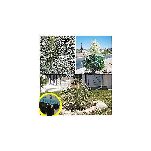 q10@bJEG[^(Yucca elata)