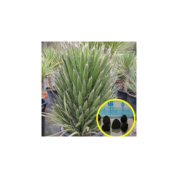 種子15粒 ユッカ・フィリフェラ(Yucca filifera) : 多肉植物ワールド