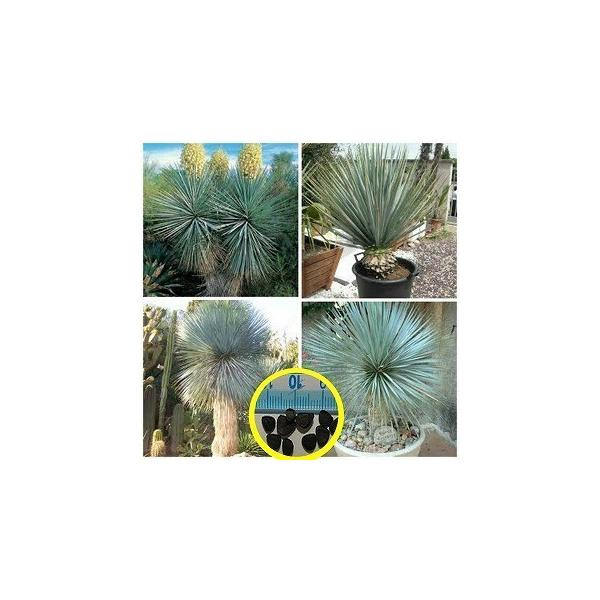 種子50粒 ユッカ・リギダ(Yucca rigida) : 多肉植物ワールド