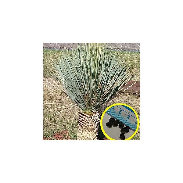 ユッカ 種」の人気商品一覧 | 安い商品を通販サイトから探す