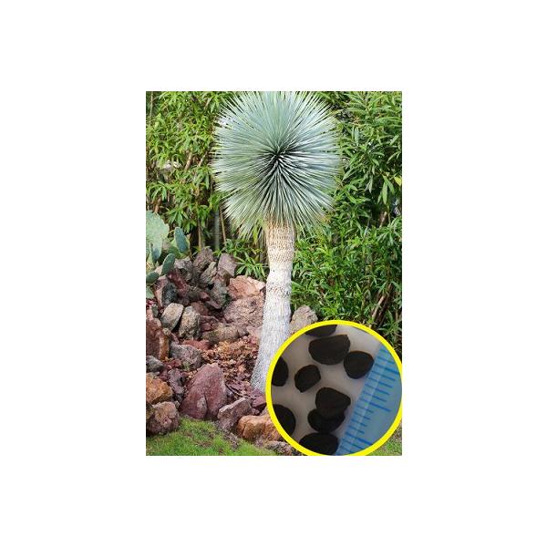 種子50粒 ユッカ ロストラータ 'ブルー シルバー'(Yucca