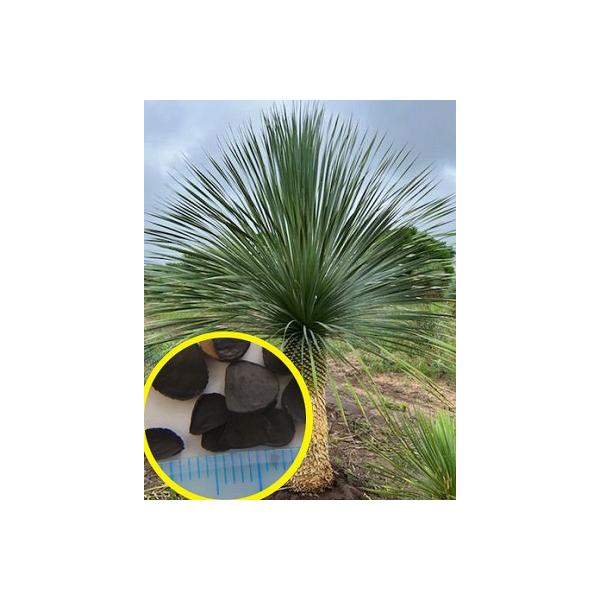 種子50粒 ユッカ ロストラータ 'グレイ グリーン'(Yucca