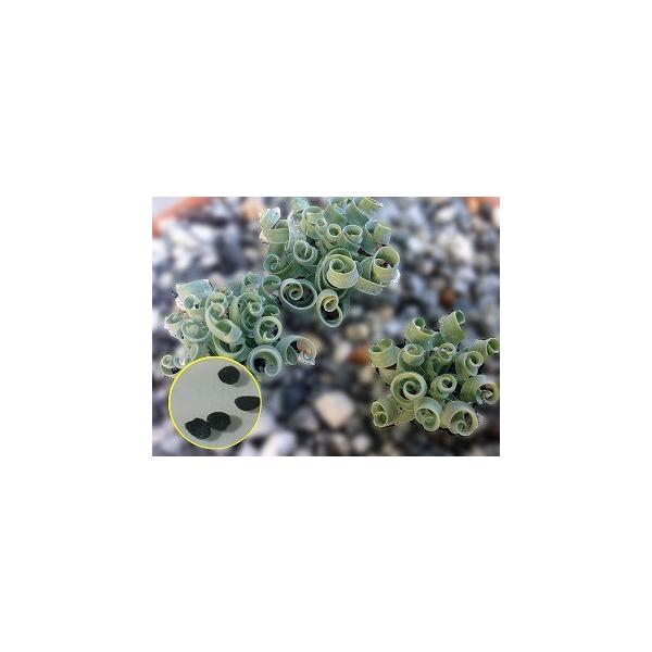 オルニソガルム コンコルディアナム アルブカ コンコルディアナ の種子 Buyee Buyee Japanese Proxy Service Buy From Japan Bot Online