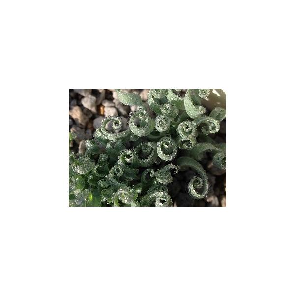 オルニソガルム コンコルディアナム アルブカ コンコルディアナ の種子 Buyee Buyee Japanese Proxy Service Buy From Japan Bot Online